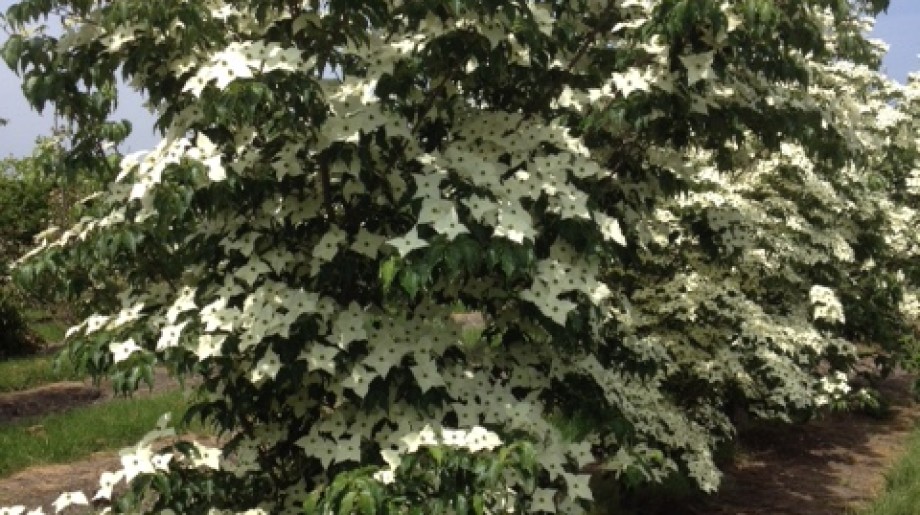 Boomkwekerij John de Lepper Hulsel afbeelding 4